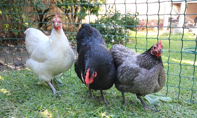 Australorp