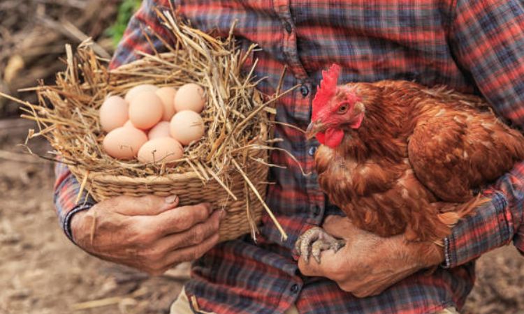 how much does it cost to raise chickens for eggs