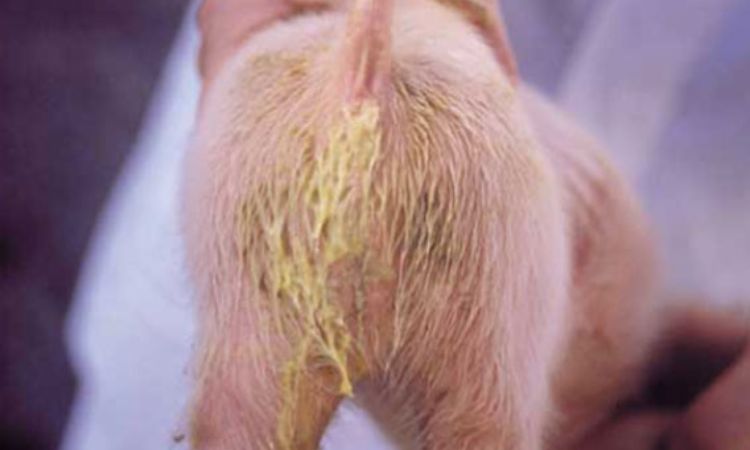 what is the best medicine for pig diarrhea