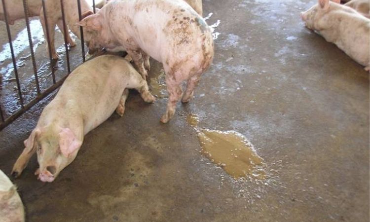 yellow diarrhea in piglets treatment natural