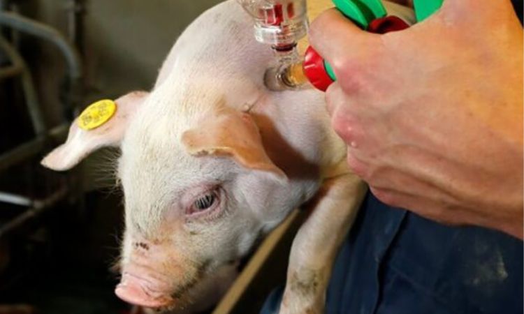 Prevention and Management