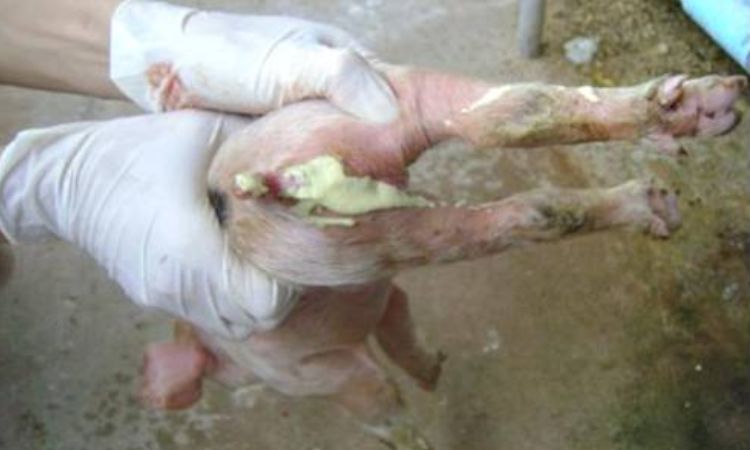 Types of Diarrhea and Their Symptoms