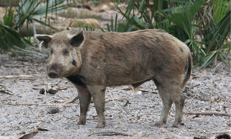 Can Wild Boars be domesticated in the United States